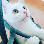@whitecat-ct4fm