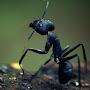 Universal of Ants