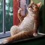 @rdandarovich