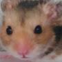 @stupid.hamster