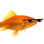 MrGoldfish