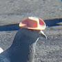 Cowboy Pigeon