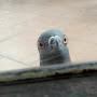 @pigeonbusiness