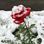 @yenlik5165