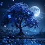 @shahidshamdin