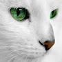 @mertcansukruaydogdu5781