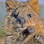 @Quokka666