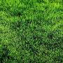 google grass