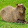 @capybara5716