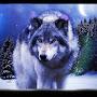 @Woodwolf-n1y