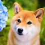 @Tak-shibainu