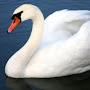 @swan3