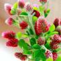 @strawberry-candlewhite-clo8255