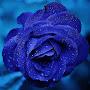 BLUE ROSE