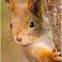 @squirrel1686
