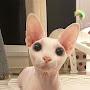 @Bingus_Sir