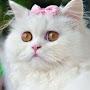 @Cat-cute-1-5