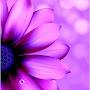 @ابنةابراهيم-ج5ص