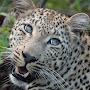 @paintedleopard6987