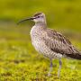 @whimbrel777