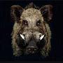 @schweinhund7966
