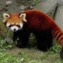 @paradoxumredpanda9088