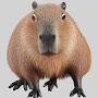 @BestCapybaraInTheWorld