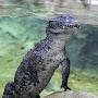@alligator5249