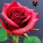 @alevugurlu5305