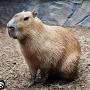 capybara