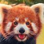 Red Panda