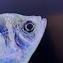 @Smalfishes1