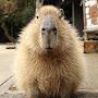 @ILikeCapybaras513