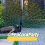 @PeacockParty