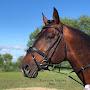@equestrianmoldova3882
