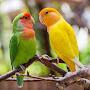 @sangeetham2922