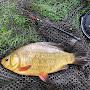 @MidlandAngler