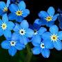@not_myosotis813