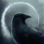 @Kif_crow