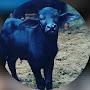 @Vetcattle