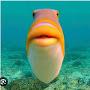 @Fish_Dude1182