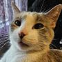@Goodboycat-d4x