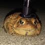 Sophisticated Toad