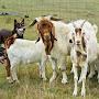 @AnimalsHub-t4s