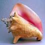 conk shell