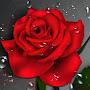 @gulameherremova5416