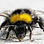 Angry Bumblebee