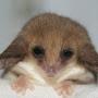 @researchherpetology