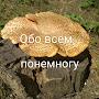 Обо всем понемногу