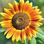 Sunflower S